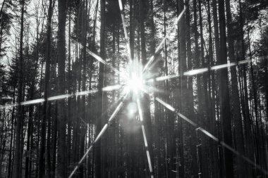 Ormandaki çam ağaçları