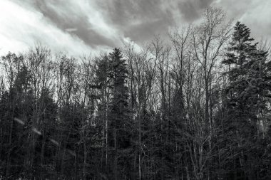 Ormandaki siyah beyaz manzara.