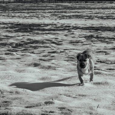 Köpek kışın koşar.