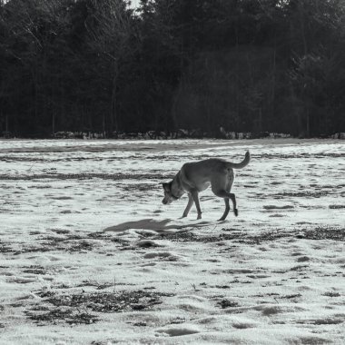 Siyah ve beyaz bir köpek fotoğrafı. Kışın karla birlikte tarlada yürüyor.