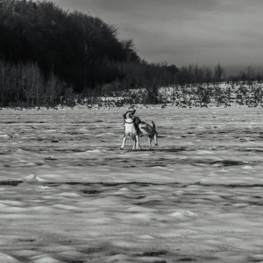 Köpekler sahada yürür.