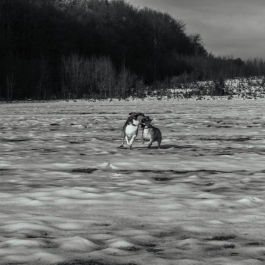 Köpek ve köpek kışın sahilde