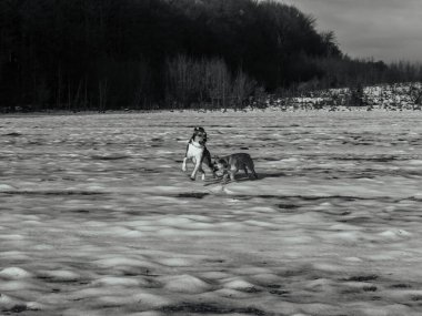 İki köpek karda yürüyor ve kumsalda oynuyorlar.