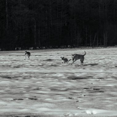 Karda oynayan köpekler