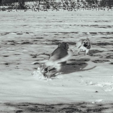 Kışın kar yağan köpek