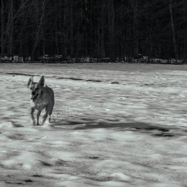 Siyah beyaz köpek karda koşuyor.