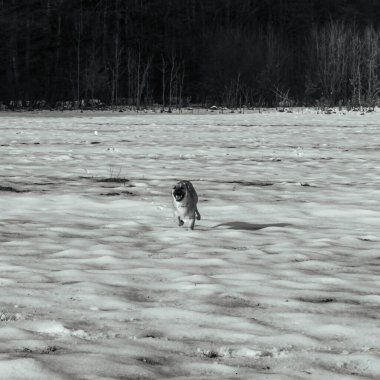 Köpek sahilde koşuyor.