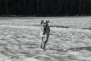 Köpek yetiştiricisi labrador retriever kışın