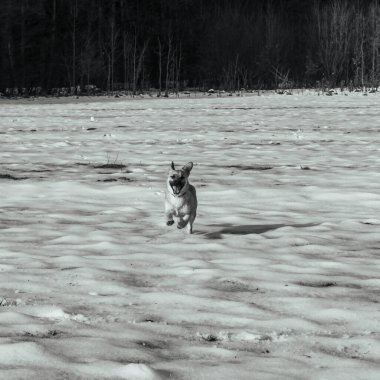 Köpek yetiştiricisi Jack Russell Terrier sahil boyunca koşar.