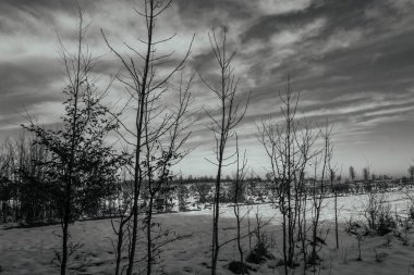 Ormandaki ağaçlar güzel kış manzarası kar ile kaplı