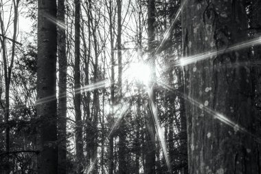 Ormandaki ağaç dalları