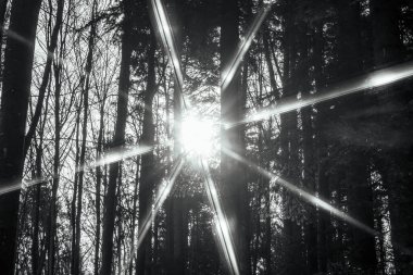 Dağlardaki ormanda güneş parlıyor..