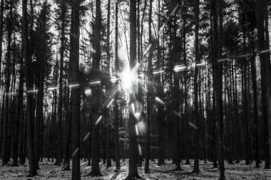 Ormanın güzel kış manzarası