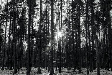 Ormandaki çam ağaçları