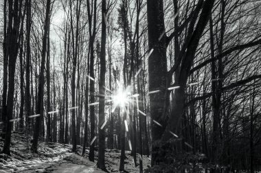 Ormandaki ağaçların kışın çekilmiş siyah beyaz fotoğrafı.