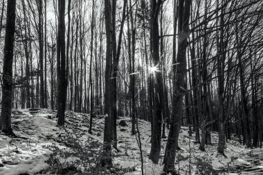 Karlı güzel kış ormanı