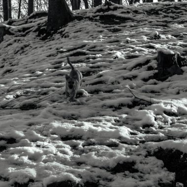 Karda bir kış günü köpek.