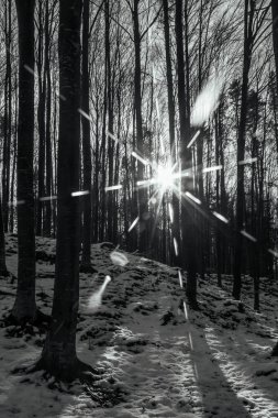 Kar- ormandaki ağaçlar