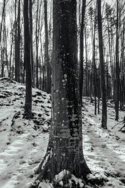 Kışın karla kaplı bir ormanın güzel kış manzarası.