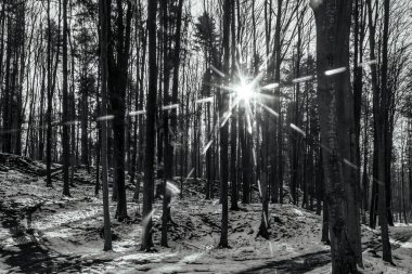 Kışın güzel orman manzara