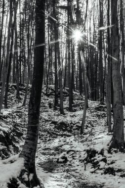 Dağlarda karla kaplı ağaçlar ve güneş ışınları olan güzel kış manzarası. Karpat Dağları. siyah ve beyaz.