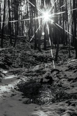 Karla kaplı ağaçlarla kaplı kış ormanı