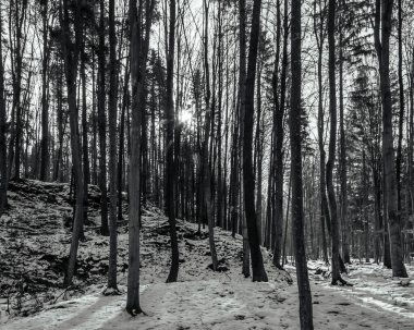 bir ormanın siyah beyaz fotoğrafı