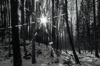 Dağlarda kış ormanı.