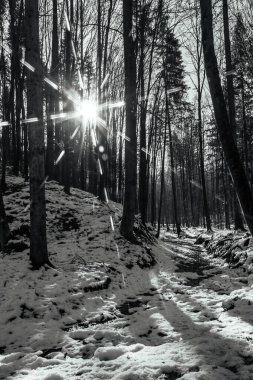 Karda güzel bir kış ormanı