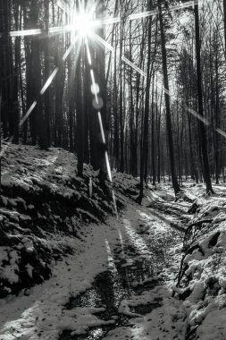 Ormandaki ağaçların siyah beyaz fotoğrafı