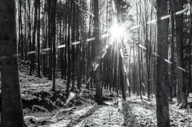 Ormanın güzel manzarası