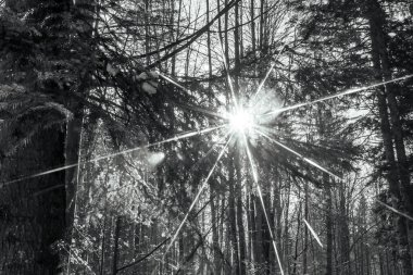 Ormandaki çam ağacı