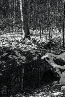 Ormanda karla kaplı kış manzarası.