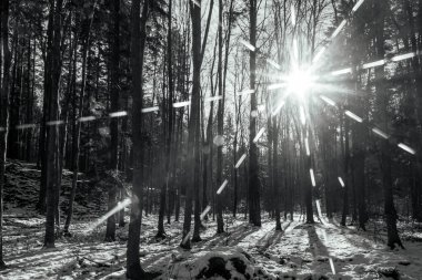 Dağlarda kış ormanı