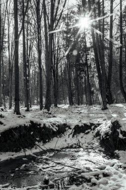 Ormanda karla kaplı ağaçlar. Kış manzarası.
