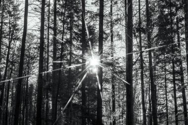 Güneş ışınlı bir ağacın siyah beyaz fotoğrafı.