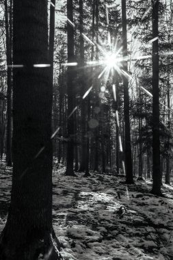 Ormanda çam ağacı