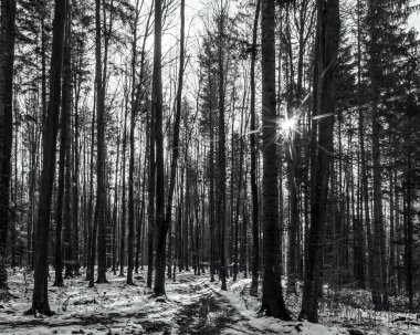 siyah ve beyaz kış orman