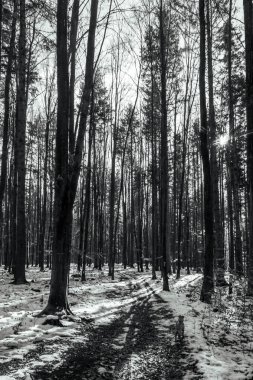 Ormanda kış, doğa ve seyahat