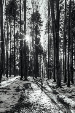 Ağaçlar ve karlı kış sahnesi - tepeli dağlar