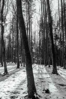 Ağaçlar ve karla kaplı kış manzarası