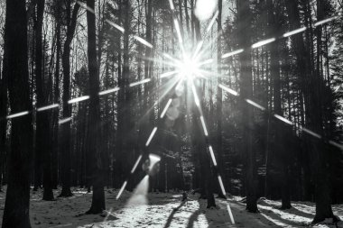 Ormandaki ağaçların dalları arasından güneş ışıldıyor