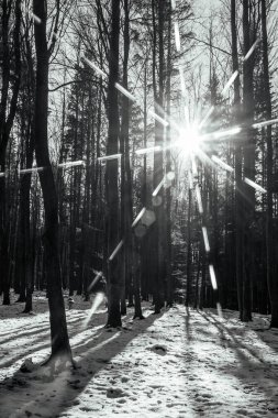 Karlı güzel kış manzarası