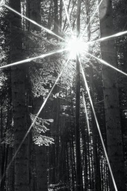 Parkın güzel manzarası