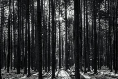 Ormanın siyah beyaz fotoğrafı