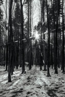 Ağaçlı ve yollu kış manzarası