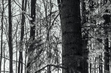 Çam ağaçlarının kış ormanlarındaki siyah beyaz fotoğrafı