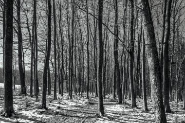 Ormanın siyah beyaz fotoğrafı.