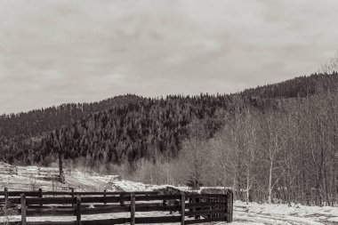Karpatların Karpatlar 'daki dağlarının kış manzarası.