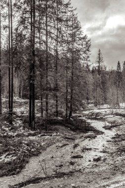Ormanın ortasında ağaçlarla çevrili bir ormanın dikey görüntüsü.